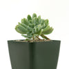 Echeveria topsy turvy cristata succulent in a small black square pot with pebbles, displayed on a plain white background.