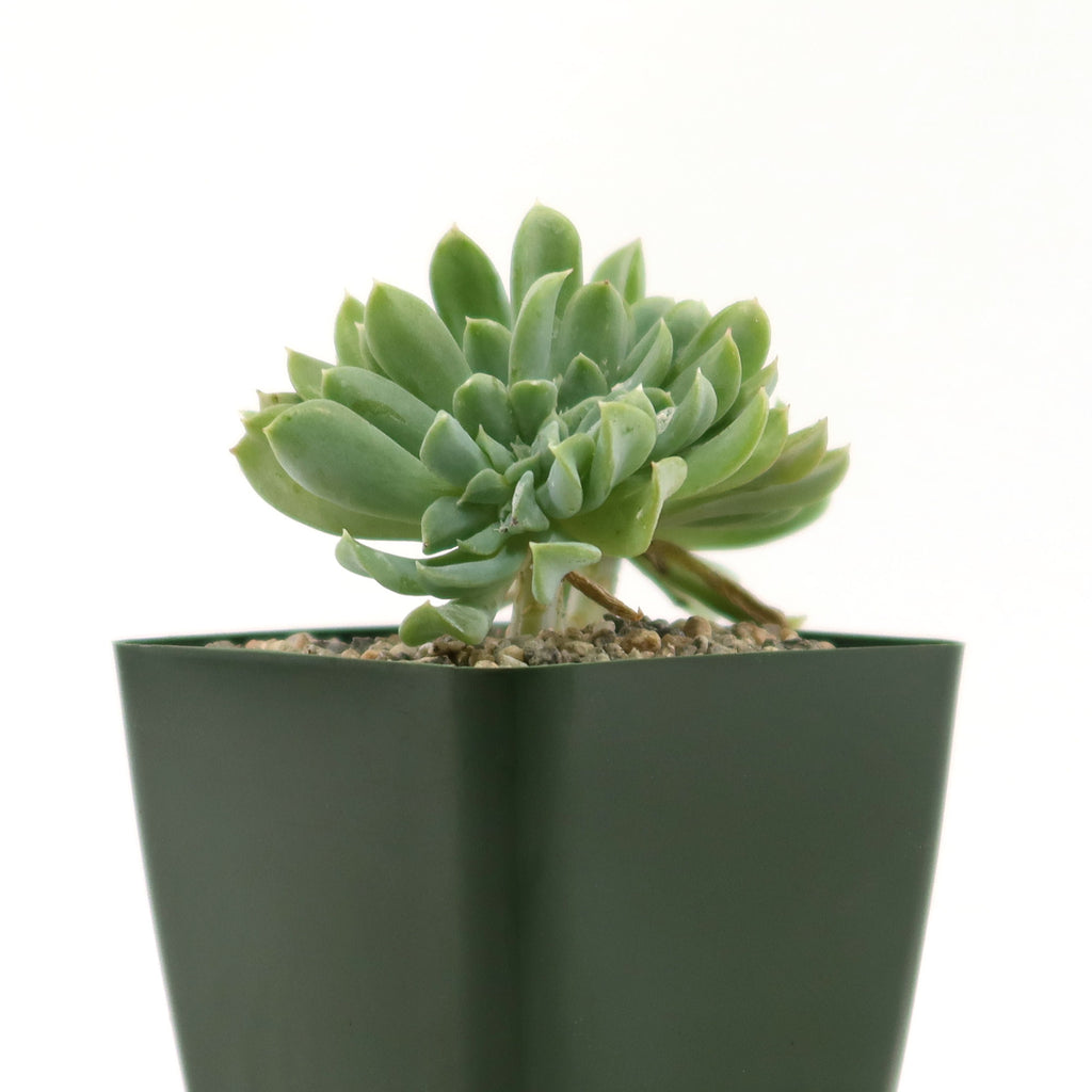 Echeveria topsy turvy cristata succulent in a small black square pot with pebbles, displayed on a plain white background.