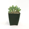 Echeveria topsy turvy cristata is a green crested succulent, perfect for adding unique style to any plant collection.
