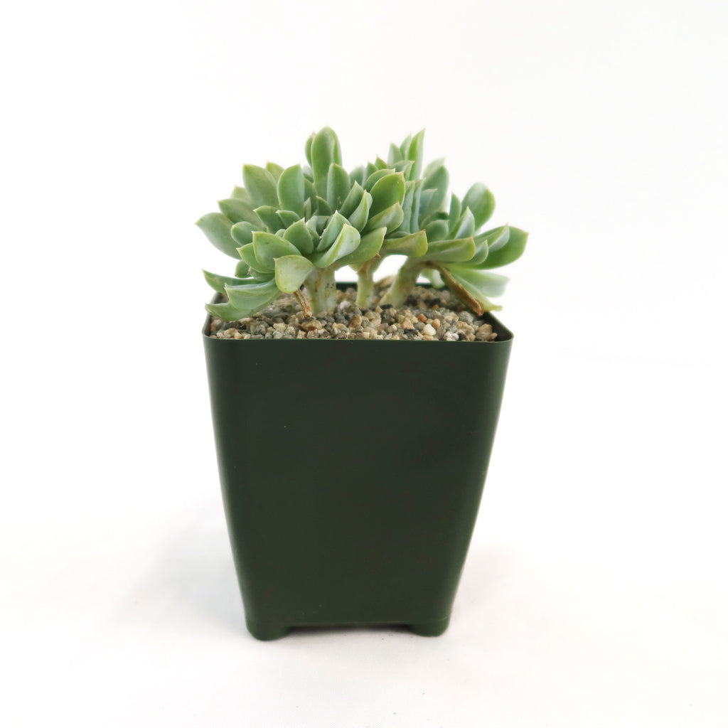 Echeveria topsy turvy cristata is a green crested succulent, perfect for adding unique style to any plant collection.