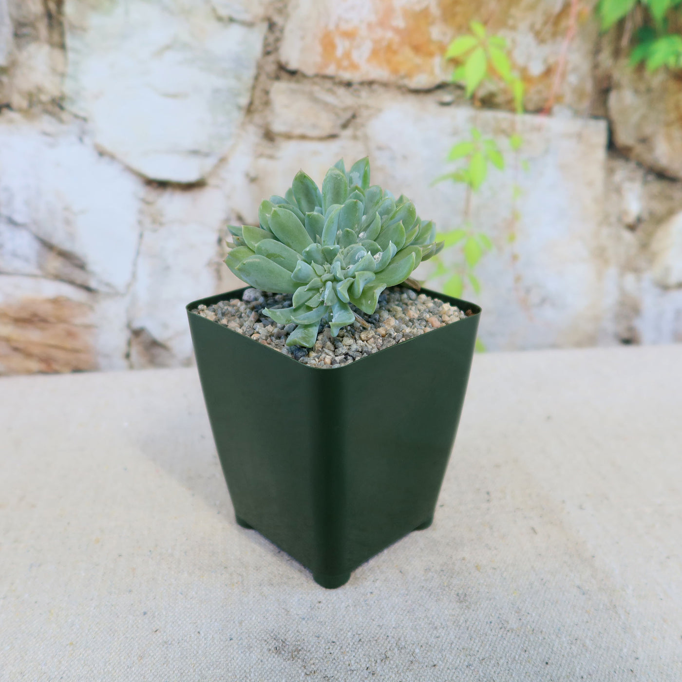 Shop 'Echeveria topsy turvy cristata' Care and growing Guide Shop 'Echeveria topsy turvy cristata' Care and growing Guide