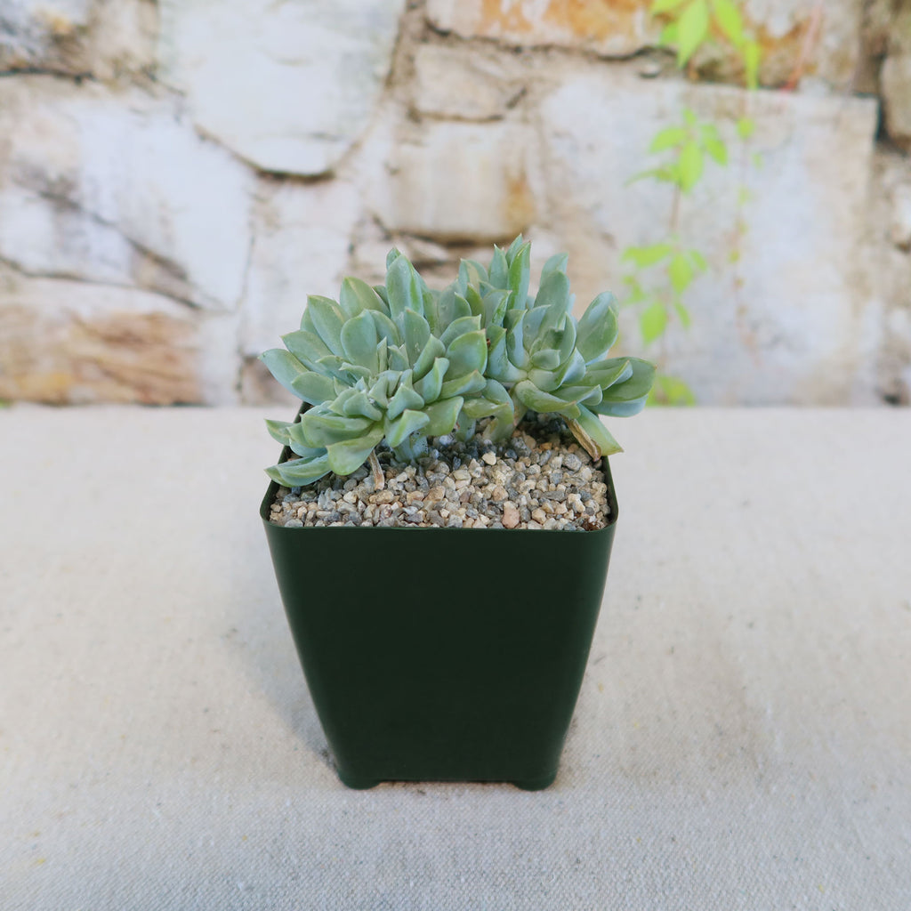 Small green Echeveria topsy turvy cristata succulent in a black square pot with gravel on a beige surface; blurred stone wall background.
