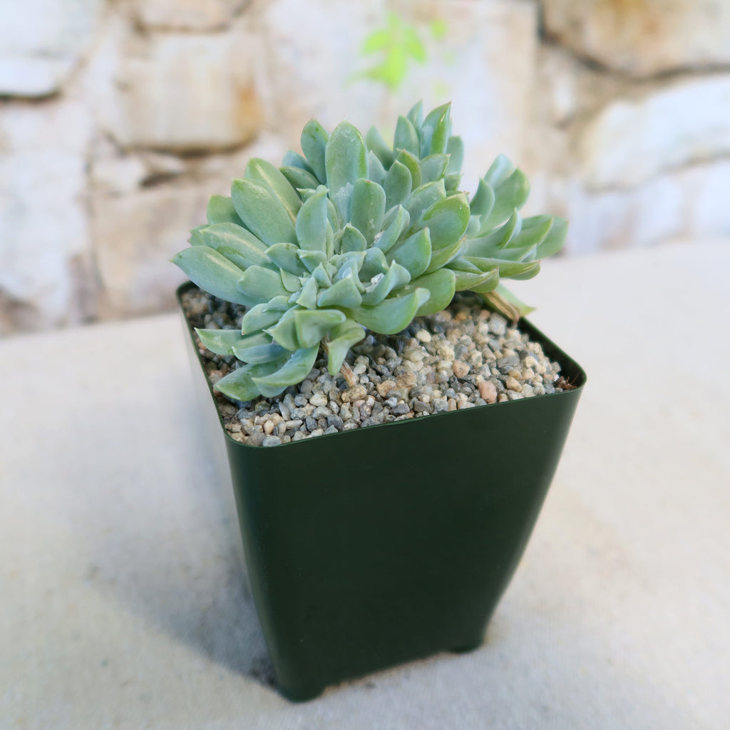 Echeveria topsy turvy cristata is a rare succulent with crested, green foliage, attractively arranged in its pot.