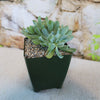 Echeveria topsy turvy cristata succulent in a small black square pot with pebbles, set against a stone wall background.