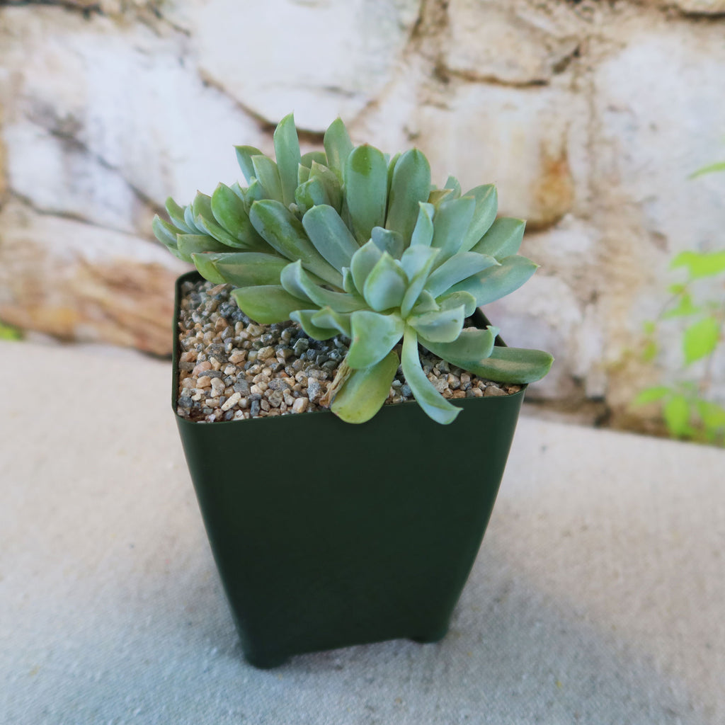Echeveria topsy turvy cristata succulent in a small black square pot with pebbles, set against a stone wall background.
