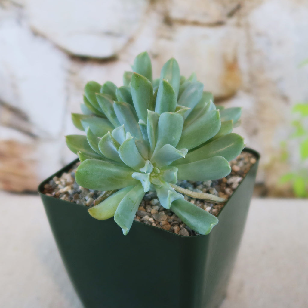 Echeveria topsy turvy cristata succulent with thick pointed leaves in a small black pot with pebbles, set before a stone backdrop.