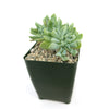 Echeveria topsy turvy cristata with thick, pointed leaves in a small dark green square pot with pebbly soil on a white background.