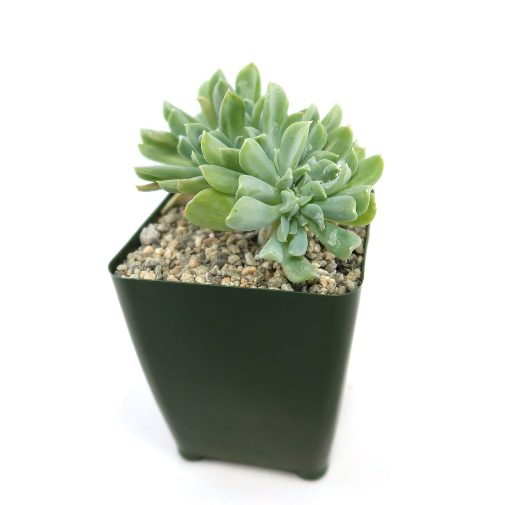 Echeveria topsy turvy cristata with thick, pointed leaves in a small dark green square pot with pebbly soil on a white background.