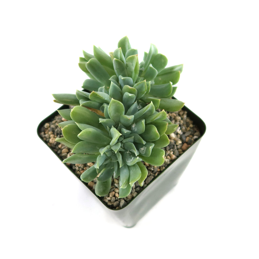 Echeveria topsy turvy cristata, a rare succulent with thick pointed leaves, in a small black square pot on white background.