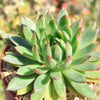 Echeveria agavoides