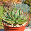 Echeveria agavoides