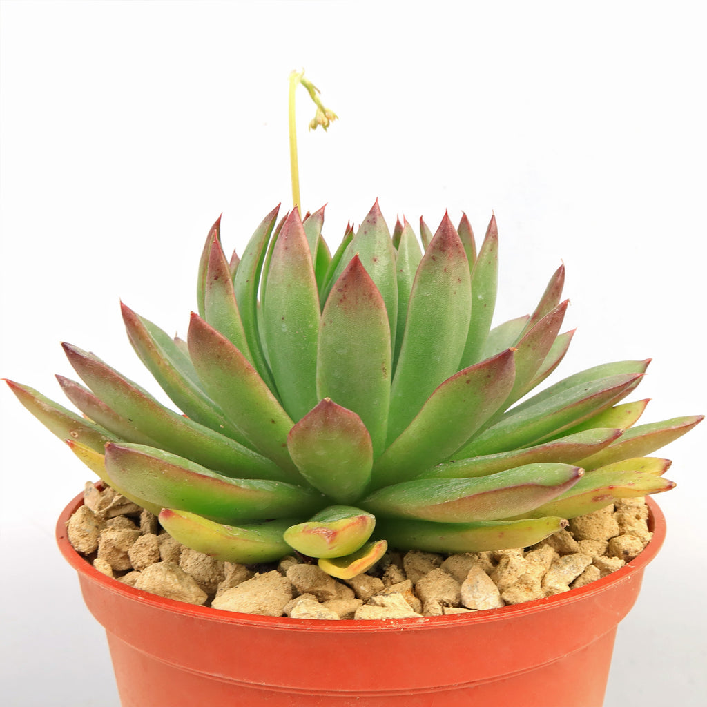 Echeveria agavoides