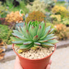 Echeveria agavoides