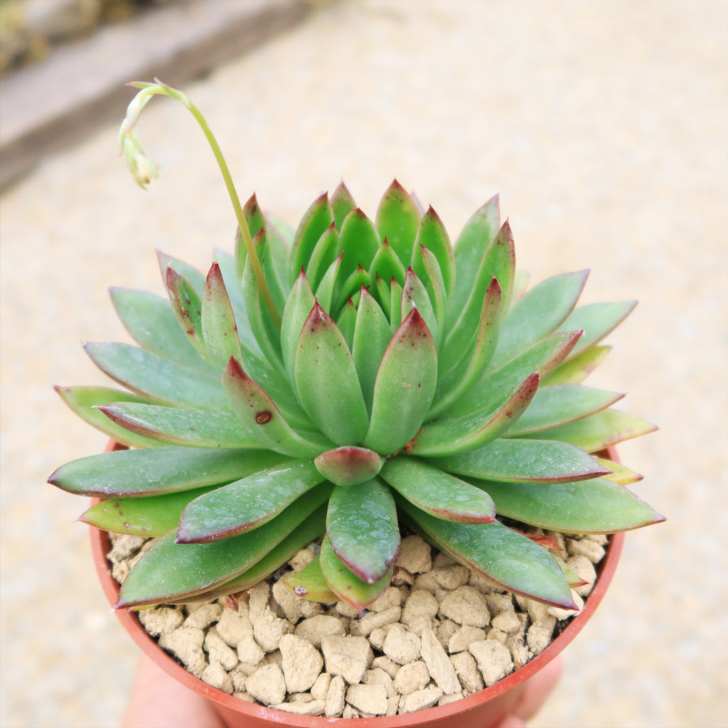 Echeveria agavoides