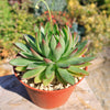 Echeveria agavoides