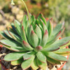 Echeveria agavoides