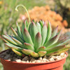 Echeveria agavoides