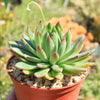 Echeveria agavoides