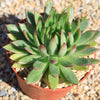 Echeveria agavoides