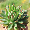 Echeveria agavoides