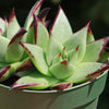 Echeveria agavoides &