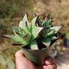 Echeveria agavoides &