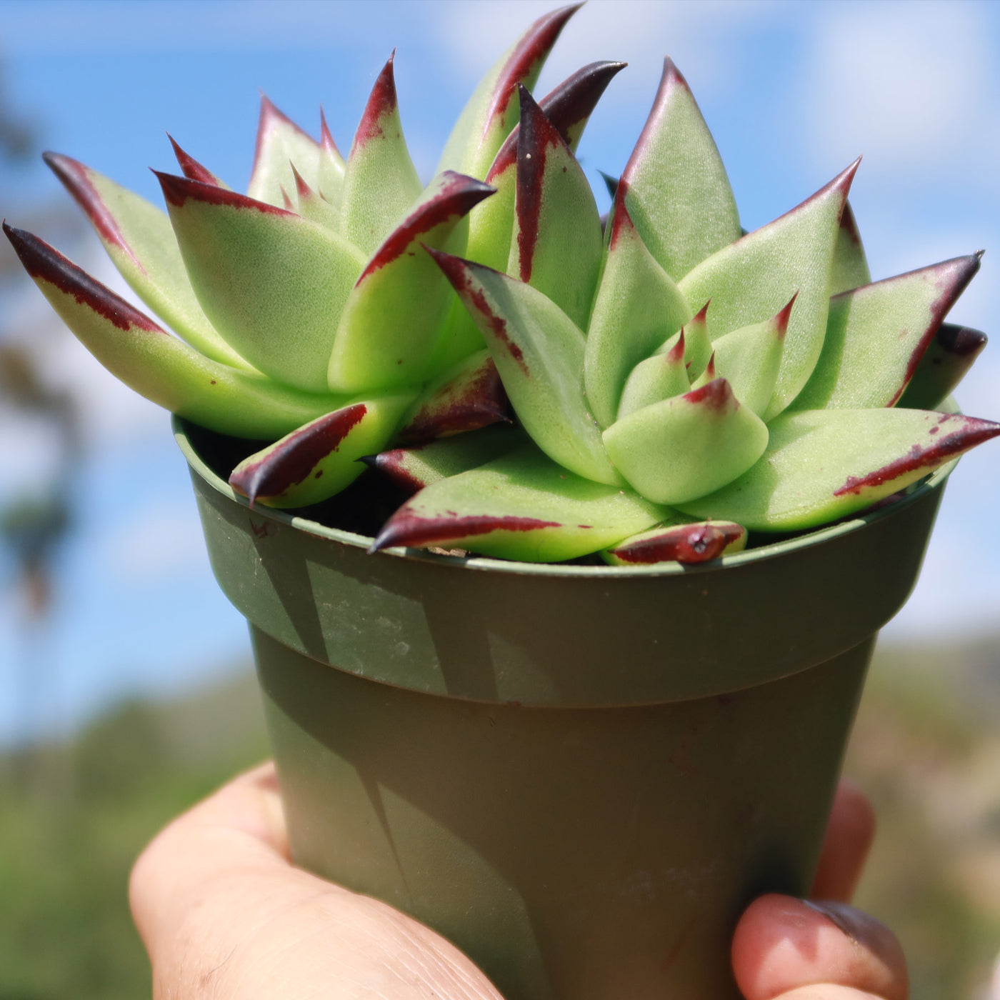 ebony succulent Echeveria agavoides 'Ebony'