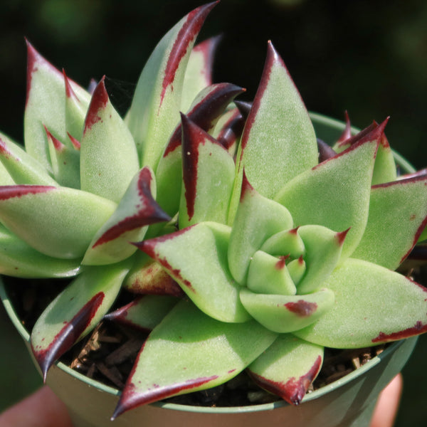 ebony succulent Echeveria agavoides 'Ebony'
