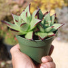 Echeveria agavoides &