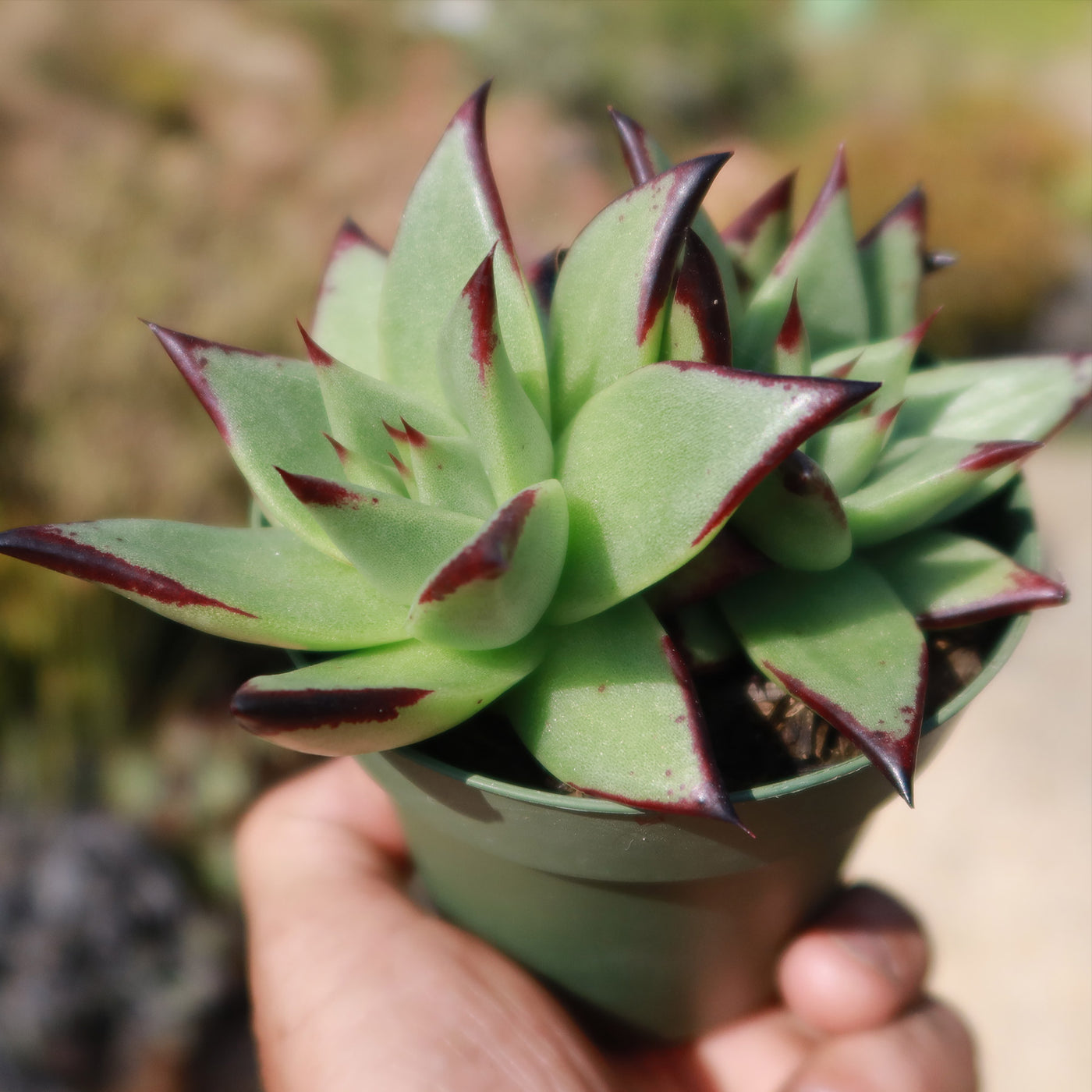 dark green pointy succulent Echeveria agavoides 'Ebony'