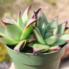 Echeveria agavoides &