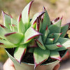 Echeveria agavoides &