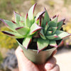 Echeveria agavoides &