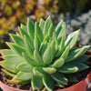 Echeveria &