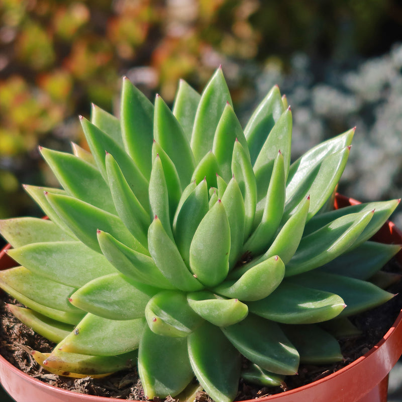 Echeveria-agavoides-_Miranda_-