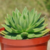 Echeveria &