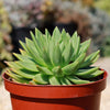 Echeveria &