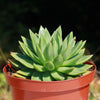 Echeveria &