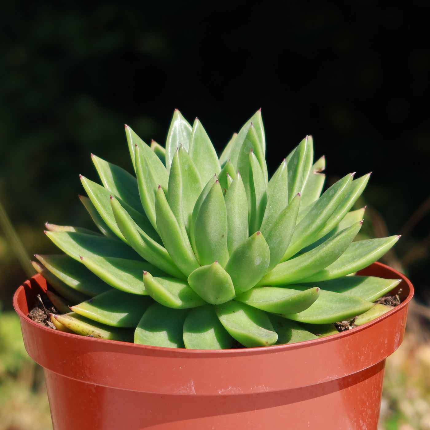 miranda house plant Shop 'Echeveria Miranda' Care and Growers Guide