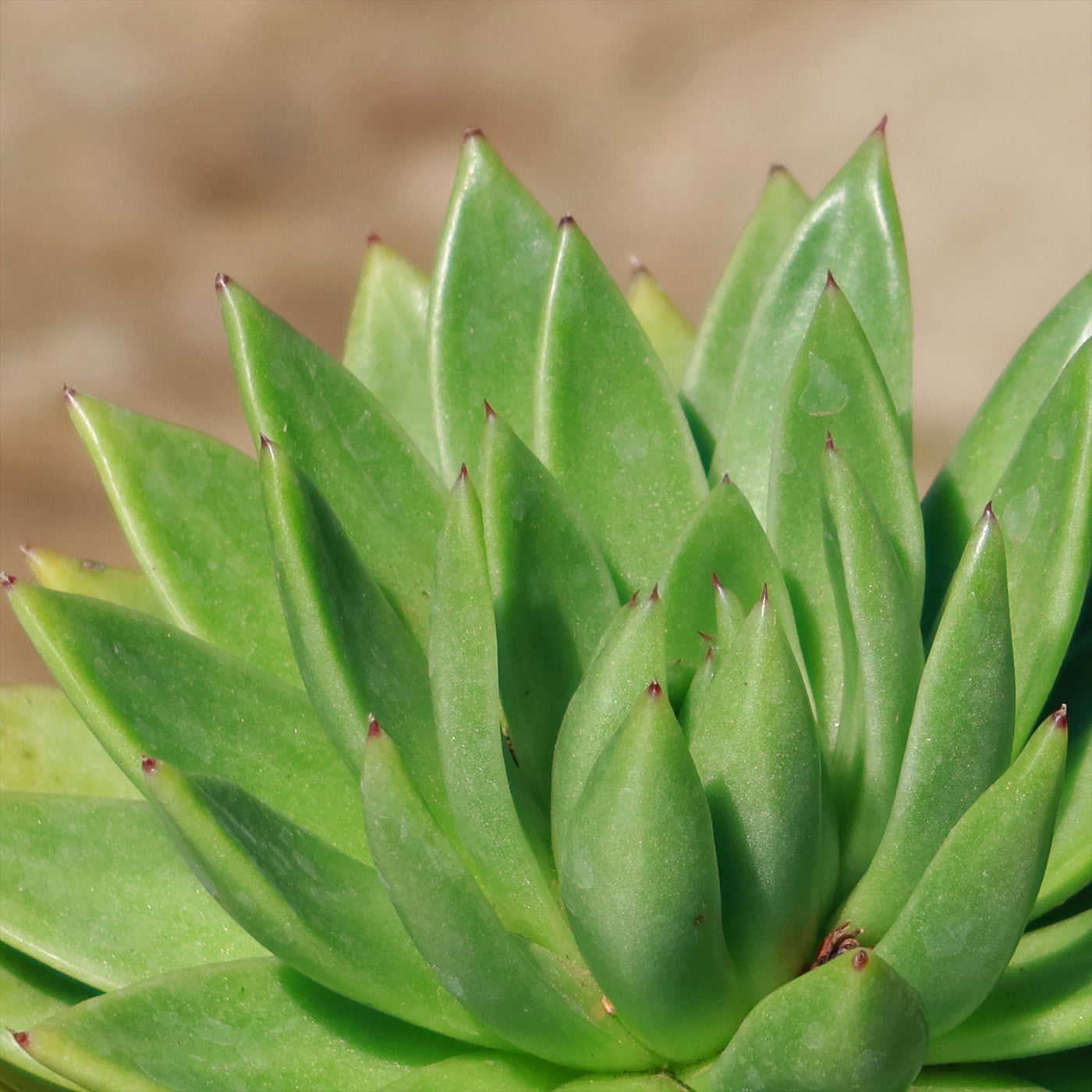 miranda house plant Shop 'Echeveria Miranda' Care and Growers Guide
