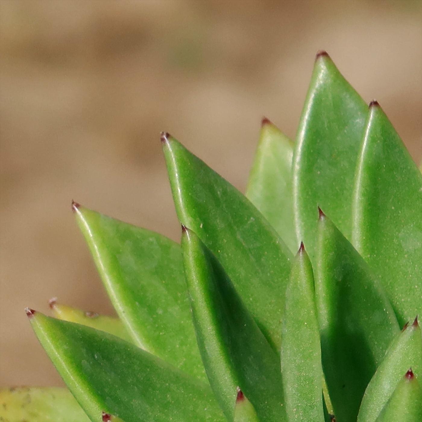 miranda house plant Shop 'Echeveria Miranda' Care and Growers Guide