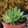 Echeveria &