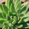 Echeveria &