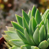 Echeveria &