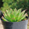 Molded Wax Agave - Echeveria agavoides &