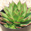 Molded Wax Agave - Echeveria agavoides &