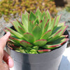 Molded Wax Agave - Echeveria agavoides &