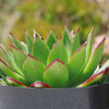 Molded Wax Agave - Echeveria agavoides &