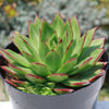 Molded Wax Agave - Echeveria agavoides &