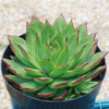 Molded Wax Agave - Echeveria agavoides &